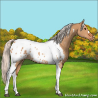 Horse Color:Silver Bay Dun Tobiano Appaloosa Rabicano