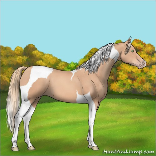Horse Color:Gold Champagne Tobiano 