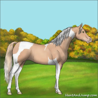 Horse Color:Gold Champagne Tobiano