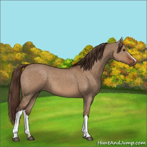 Horse Color:Liver Red Dun
