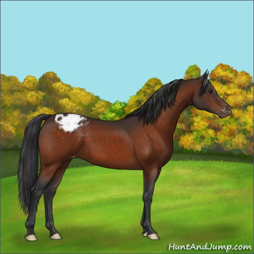 Horse Color:Brown Appaloosa 