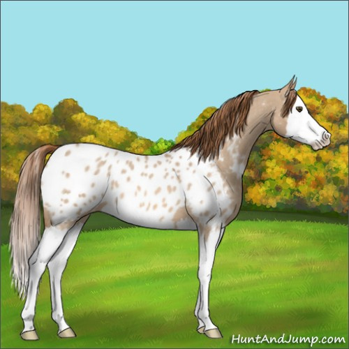 Horse Color:Red Dun Roan Splash Near Leopard 