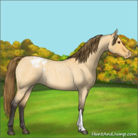 Horse Color:Buckskin Roan Dun Appaloosa Rabicano 