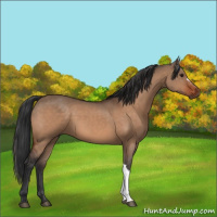 Horse Color:Bay Dun
