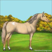 Horse Color:Palomino Roan Dun Varnish 
