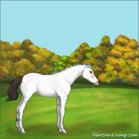 Horse Color:White Spotted Bay Roan Frame Appaloosa