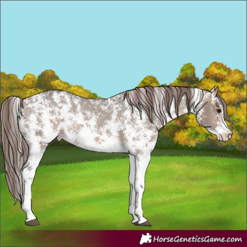 Horse Color:Brown Dun Sabino Appaloosa Rabicano 