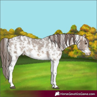 Horse Color:Brown Dun Sabino Appaloosa Rabicano 