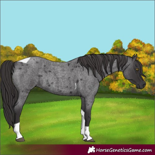 Horse Color:Smoky Blue Roan Tobiano Rabicano 