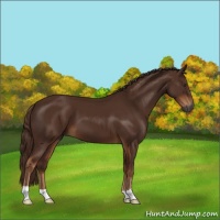 Horse Color:Gray Chestnut 