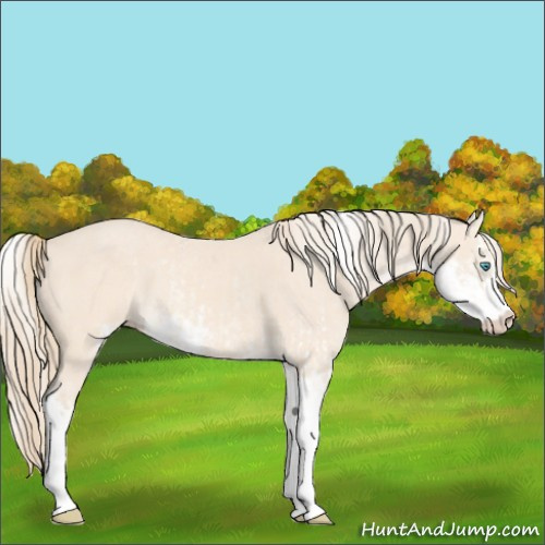 Horse Color:Cremello Sabino  and Perlino Sabino 