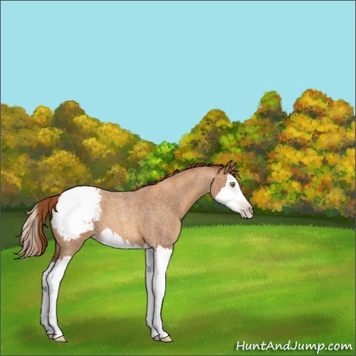 Horse Color:Gray Gold Champagne Roan Splash Appaloosa 