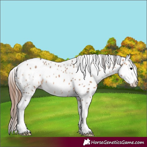 Horse Color:Bay Dun Splash Appaloosa 