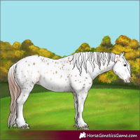 Horse Color:Bay Dun Splash Leopard 