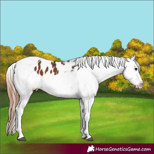 Horse Color:Bay Appaloosa  and Bay Dun Appaloosa 