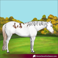 Horse Color:Bay Appaloosa  and Bay Dun Appaloosa 