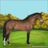 Horse Color:Gray Brown 