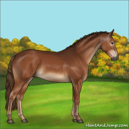 Horse Color:Gray Chestnut 