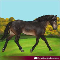 Horse Color:Gray Bay 