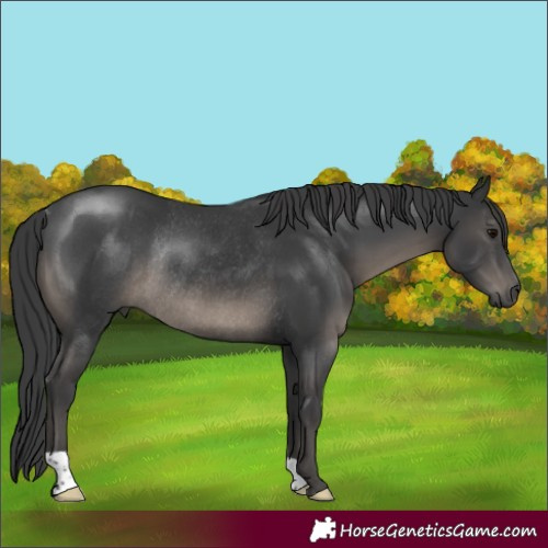 Horse Color:Black Rabicano 