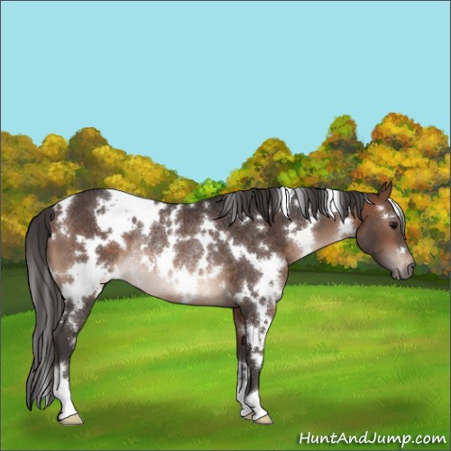 Horse Color:White Spotted Brown Rabicano