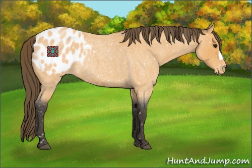 Horse Color:Buckskin Roan Appaloosa 