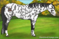 Horse Color:Blue Roan Sabino Splash Near Leopard