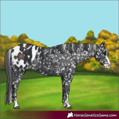 Horse Color:Black Sabino Splash Appaloosa 