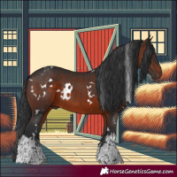Horse Color:White Spotted Brown