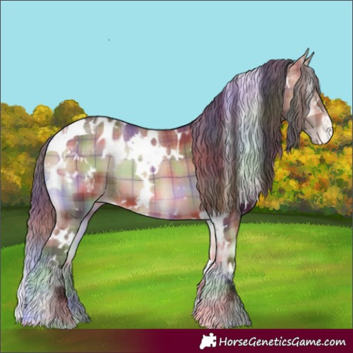 Horse Color:Nacre Plaid  White Spotted Bay Onyx Appaloosa 