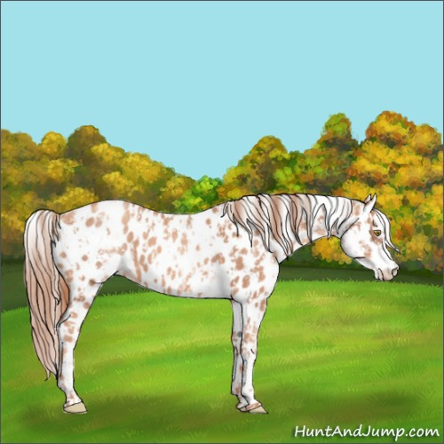 Horse Color:Gold Champagne Leopard and White Spotted Gold Champagne Leopard