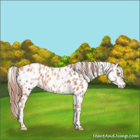 Horse Color:Gold Champagne Leopard  and White Spotted Gold Champagne Leopard 