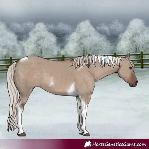Horse Color:Silver Grullo Tobiano 