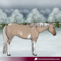 Horse Color:Silver Grullo Tobiano 