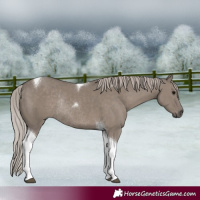 Horse Color:Silver Grullo Tobiano Rabicano 