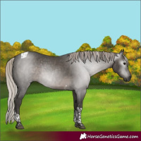 Horse Color:Gray Silver Black Tobiano 