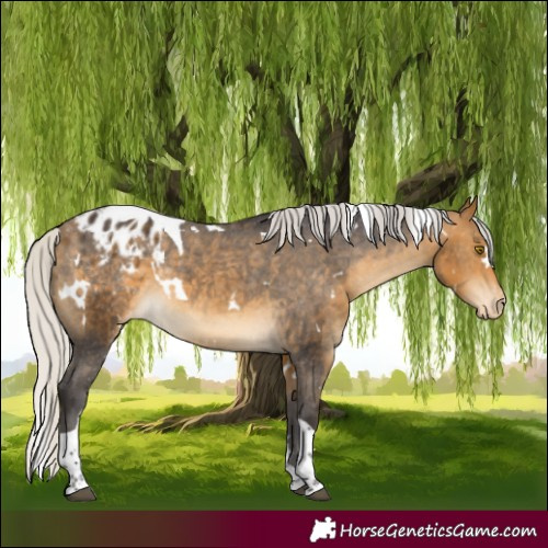 Horse Color:White Spotted Silver Buckskin Tobiano Blanket Rabicano