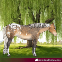Horse Color:White Spotted Silver Buckskin Tobiano Blanket Rabicano 