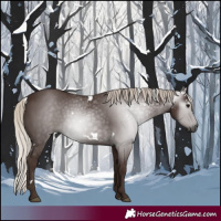 Horse Color:Gray White Spotted Silver Black