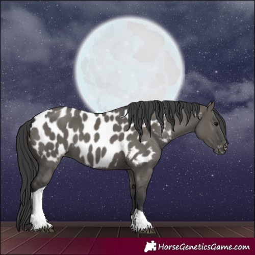 Horse Color:Grullo Tobiano Near Leopard