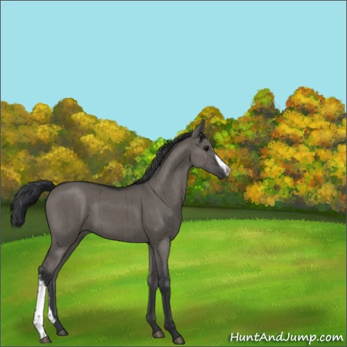 Horse Color:Grullo Brindle