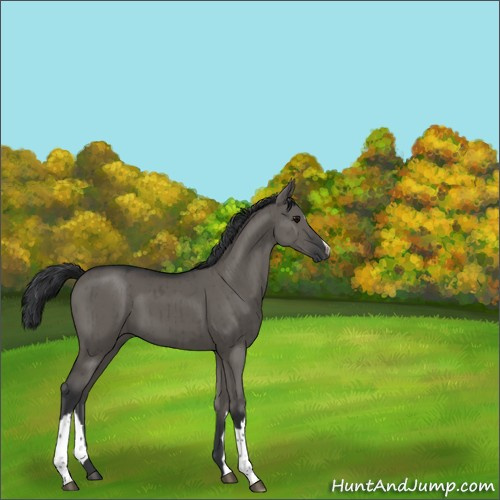 Horse Color:Grullo Brindle 