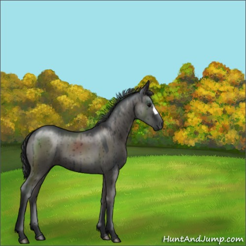 Horse Color:Grullo Brindle