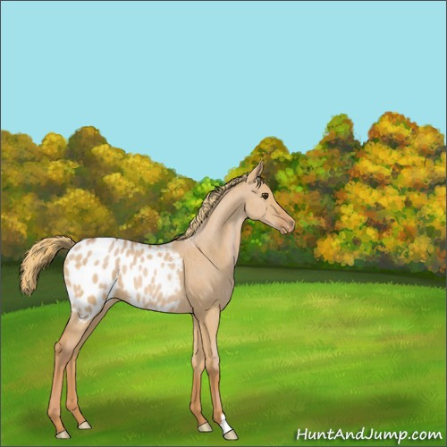 Horse Color:Red Dun Appaloosa Brindle