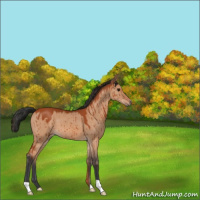 Horse Color:Bay Dun Brindle 