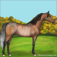 Horse Color:Bay Rabicano 