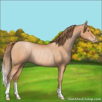 Horse Color:Bay Roan Pearl Rabicano 