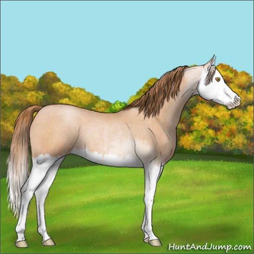 Horse Color:Bay Roan Pearl Splash Rabicano 