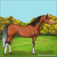Horse Color:Bay Rabicano 