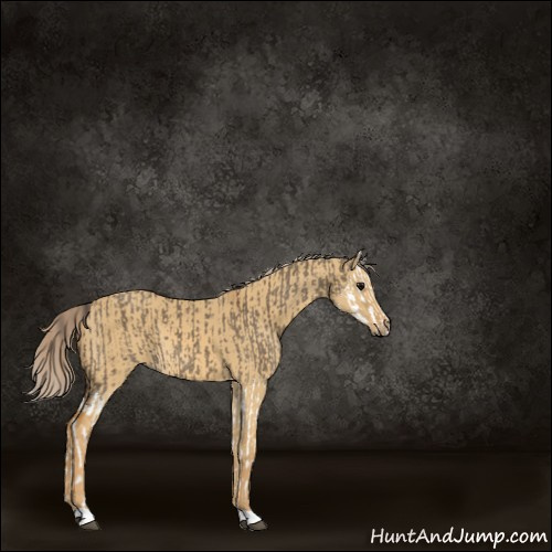 Horse Color:Smoky Grullo Splash  and Palomino Dun 